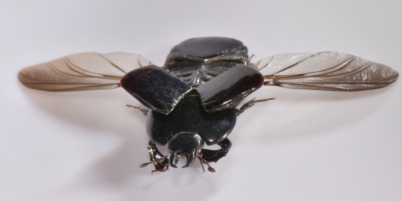 Sottiletta volante: Hololepta plana?  S !